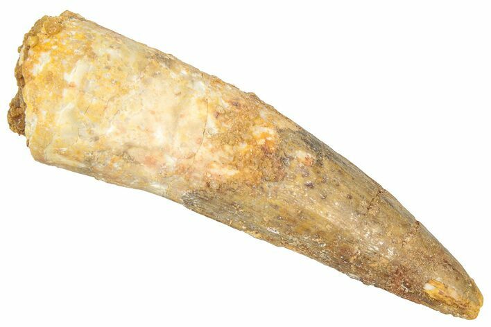 Fossil Spinosaurus Tooth - Real Dinosaur Tooth #357807